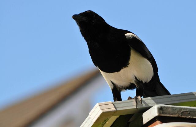 Genaue Beobachtung | Foto: Daniela Somers