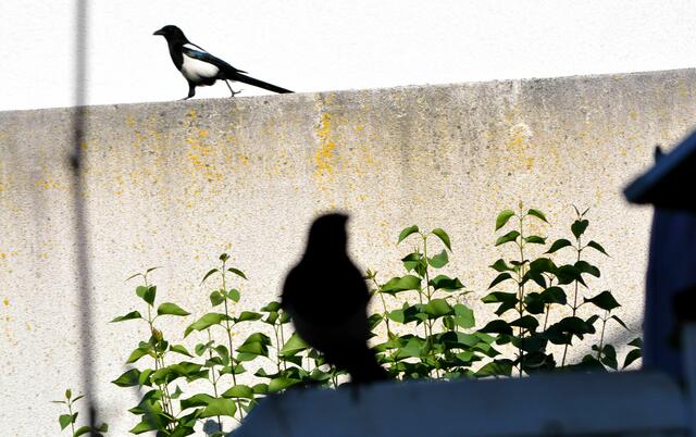 Der Garten der Nachbarn wird genau von beiden Seiten beobachtet. | Foto: Daniela Somers