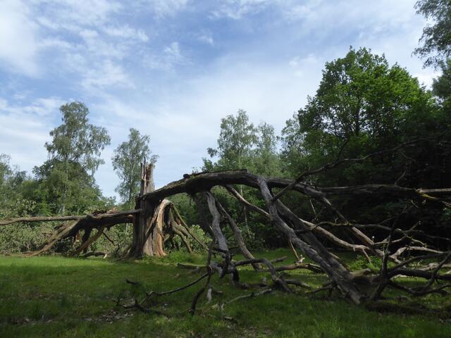 NSG Viehweide Baumruine
