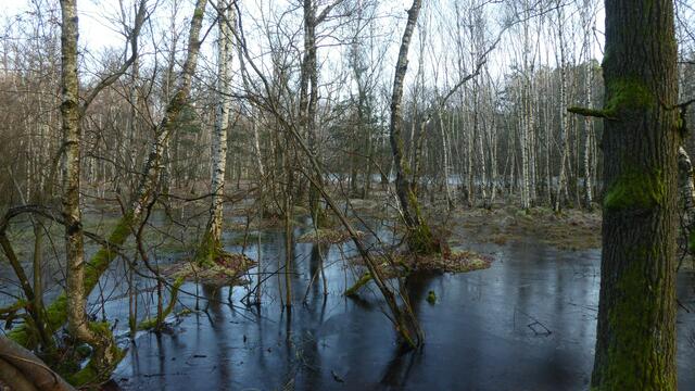 NSG Viehweide See