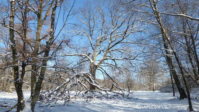 NSG Viehweide Winterlandschaft