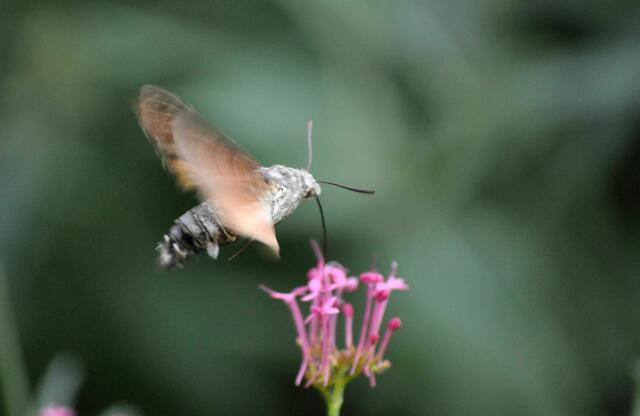 Im Flug wird mit dem Rüssel Nektar von der Spornblume aufgenommen. | Foto: Daniela Somers
