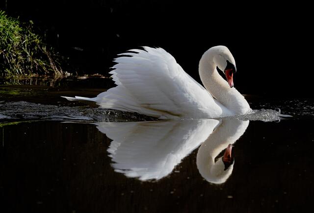 Edel sieht der Schwan aus