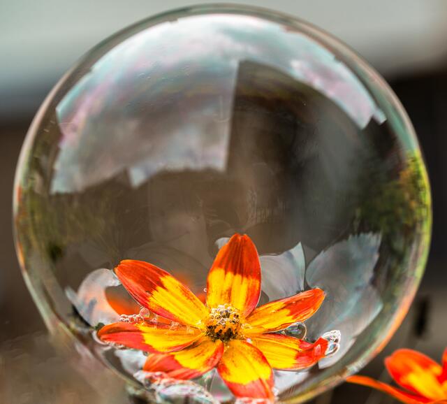 Die Reflektion der Blume in der Seifenblase