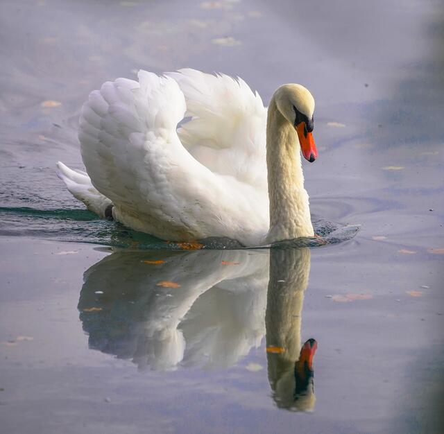 Schwan