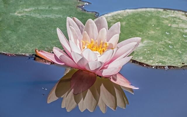 Seerose