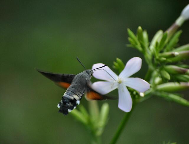 Taubenschwänzchen am Gewöhnliches Seifenkraut (Saponaria officinalis) | Foto: Daniela Somers
