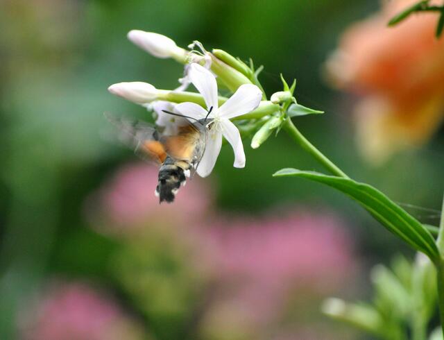 Taubenschwänzchen am Gewöhnliches Seifenkraut (Saponaria officinalis) | Foto: Daniela Somers