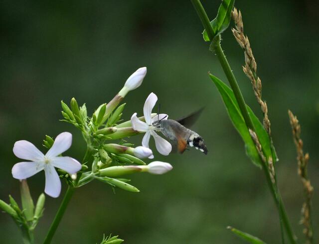 Taubenschwänzchen am Gewöhnliches Seifenkraut (Saponaria officinalis) | Foto: Daniela Somers