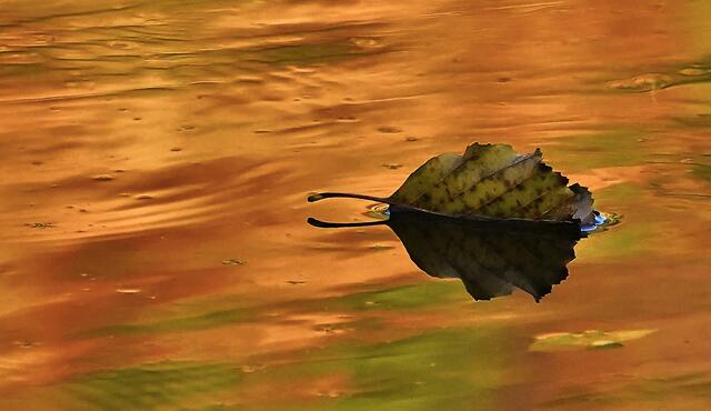 Blatt im Kocher im Herbst