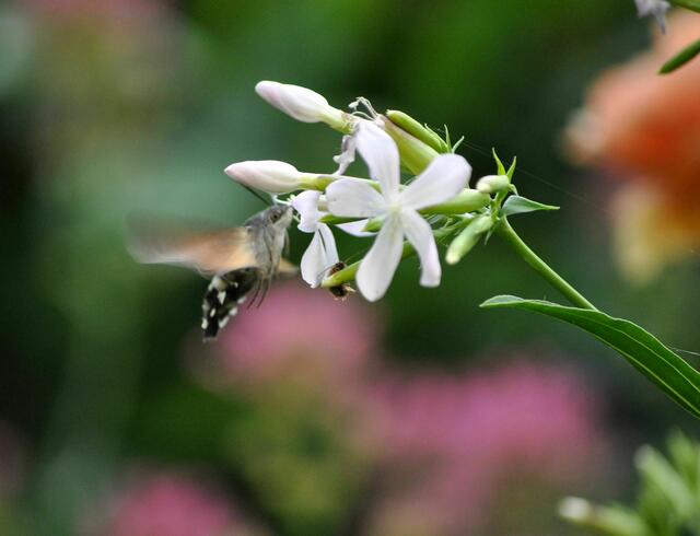 Taubenschwänzchen am Gewöhnliches Seifenkraut (Saponaria officinalis) | Foto: Daniela Somers