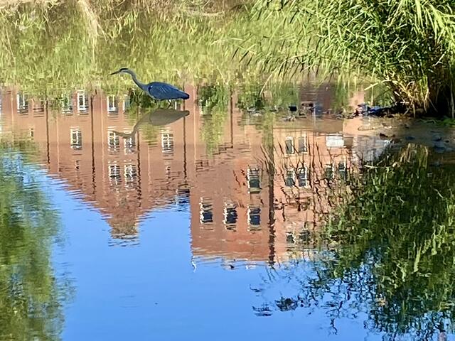 Wasserspiegelung mit Reiher