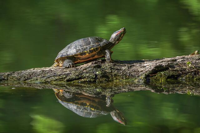 Rotwangen Schmuckschildkröte
