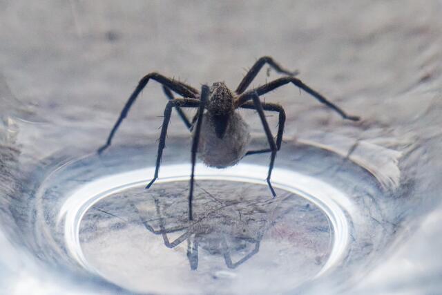 Spinnenmama