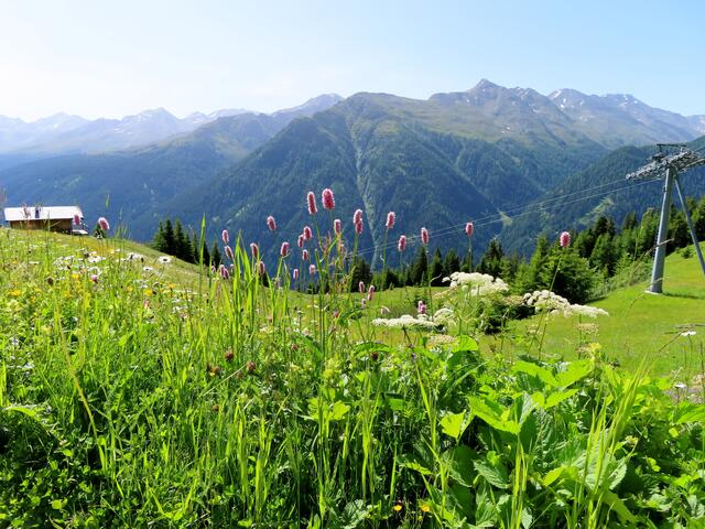 Schlangenknöterich
