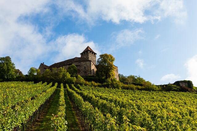 Burg Lichtenberg in den Weinbergen