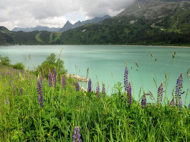 Am Kops-Stausee blühen die Lupinen