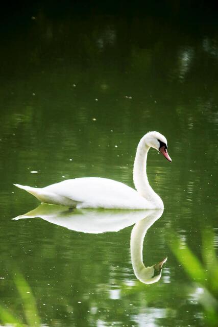 Schwan am See