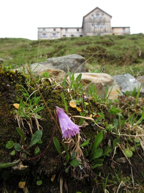 Am Hang unterhalb blühen die Alpenglöckchen (Soldanella pusilla). Ich bin immer wieder begeistert, die diese zarten Blümchen in der rauen Bergwelt gedeihen.