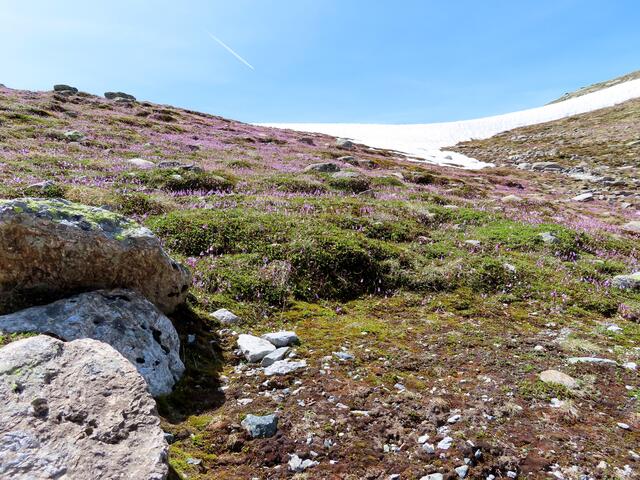Das sind die schönen Seiten, alles was hier rosa ist, sind Alpenglöckchen.
