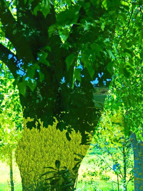 Baum hinter Glas und Rapsacker davor.