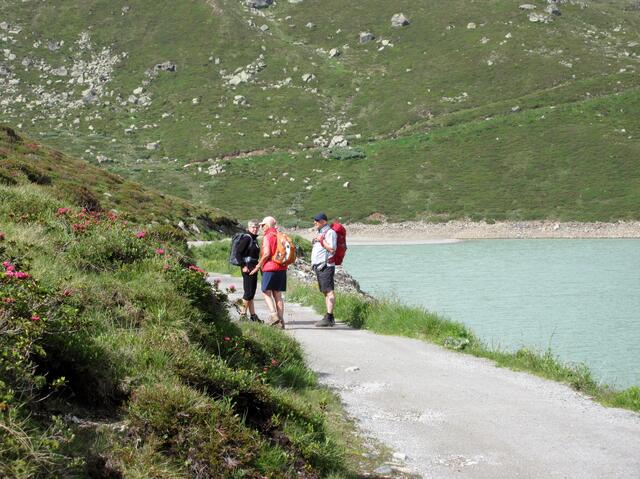 Die ersten Alpenrosen direkt am Weg und den Blick auf den Piz Buin Gletscher am Silvretta See entlang