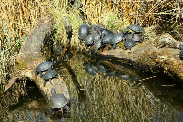 Schildkrötenversammlung