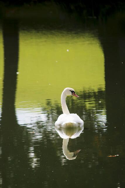 Schwan