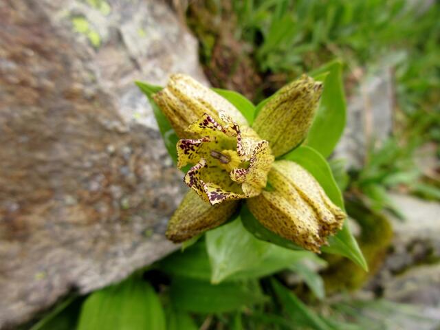 Nein, es ist nicht der gelbe Enzian (Gentiana lutea), aus dem der Schnaps gemacht wird, hier haben wir den punktierten Enzian (Gentiana punctata)