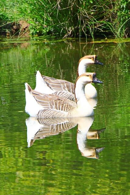 Gänse zu Besuch