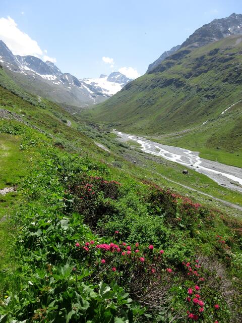 durch die mit Alpenrosen überzogenen Hänge führt ein schmaler Pfad das Tal hinaus.