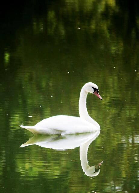 Schwan