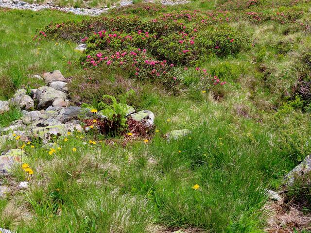 Beim Rückweg kommt die Sonne heraus und auch die ersten Alpenrosen blühen.