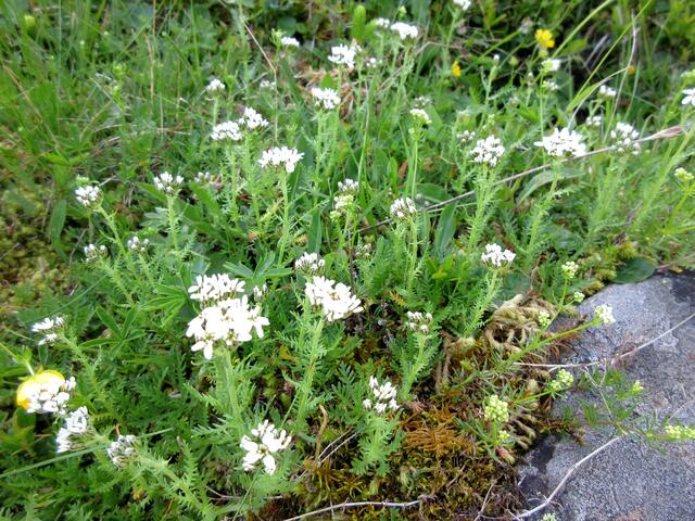 Duftende Schafgarbe - Achillea moschata - die Moschus-Schafgarbe.