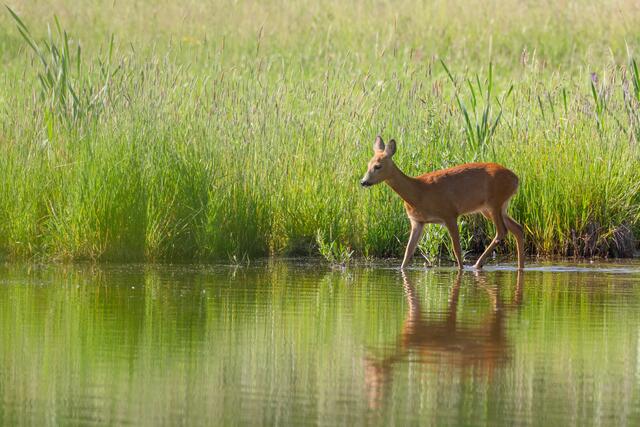 Reh an einer Wasserstelle
