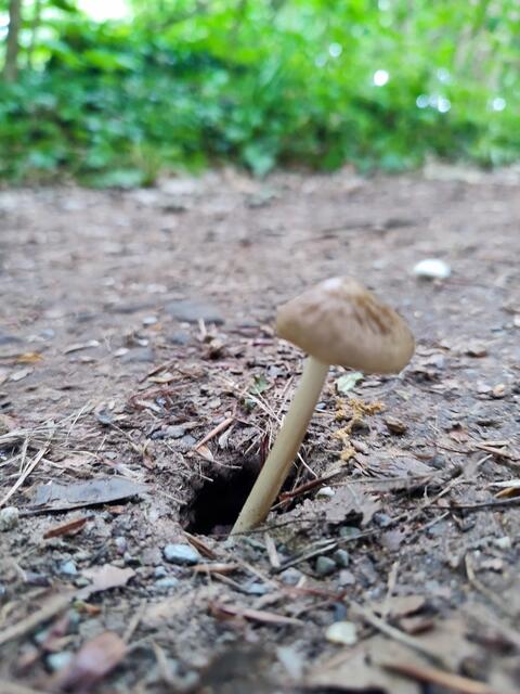 Hier prießen die Pilze aus den Löchern | Foto: Aurelia Kling