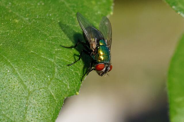 und jetzt putzen wir mal ....