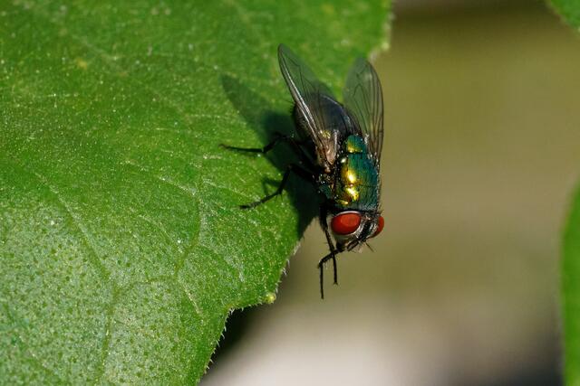 ... zuerst die Vorderbeine ...