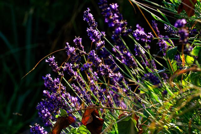 Lavendel in der Abendsonne