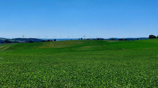 Sojabohnenfeld mit Fernblick