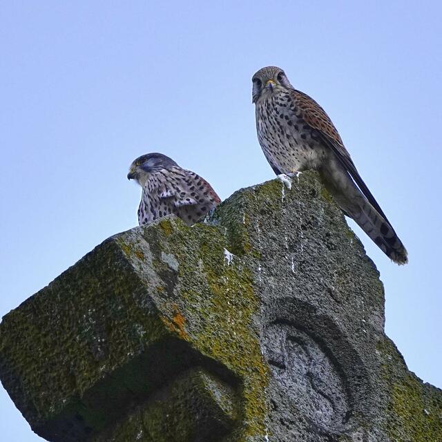 Das ohne Spiegel Bild. (Spiegelbild wird von echtem Falken vorgetäuscht :-)