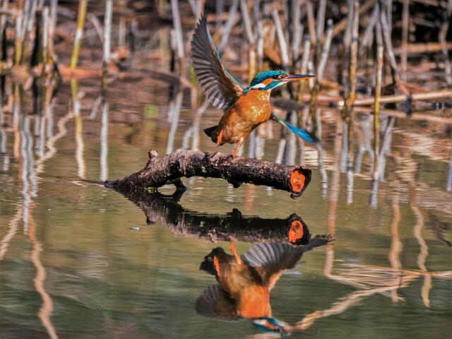 Eisvogel im Anflug spiegelt sich im Wasser