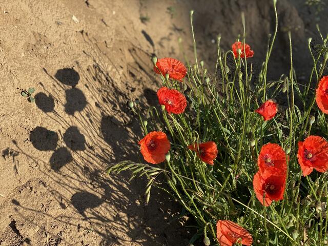 Schatten-Spiegel