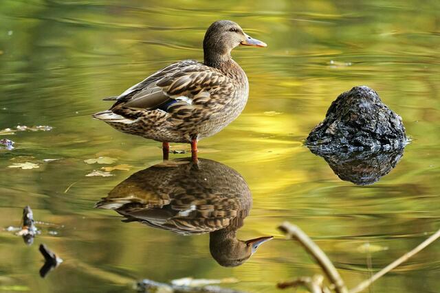 Ente auf dem See in Waldenburg