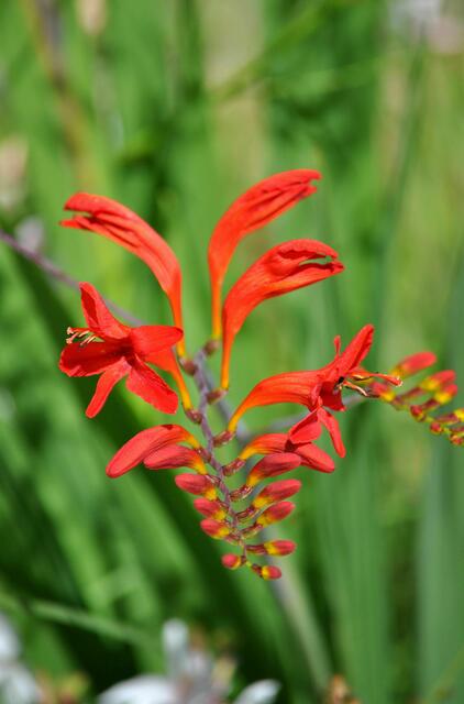 Montbretie (Crocosmia x crocosmiiflora) | Foto: Daniela Somers