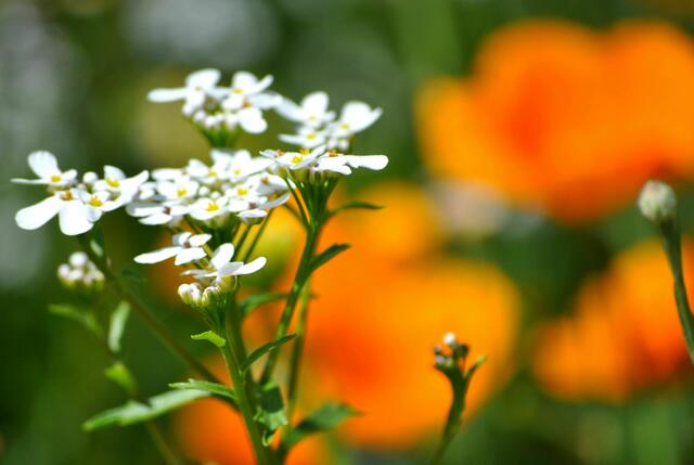Blick ins Gartenbeet | Foto: Daniela Somers