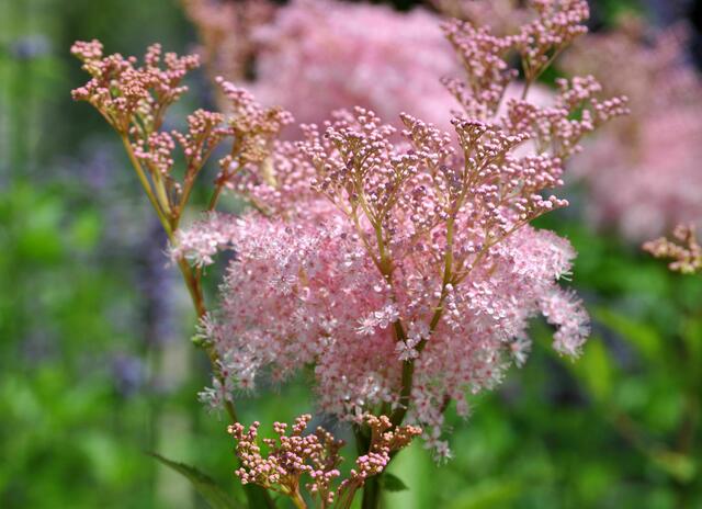 Rosa Zuchtform Mädesüß | Foto: Daniela Somers