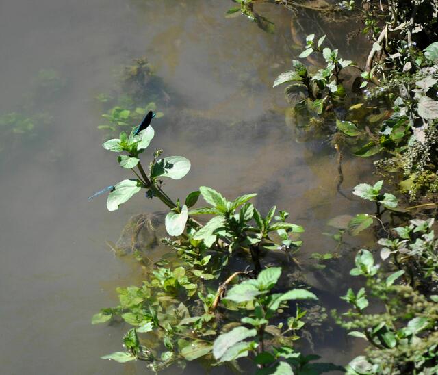 Libellen tanzen am Wasserlauf. | Foto: Daniela Somers