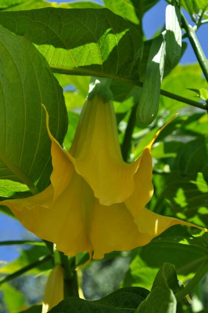 Engelstrompete (Datura) | Foto: Daniela Somers