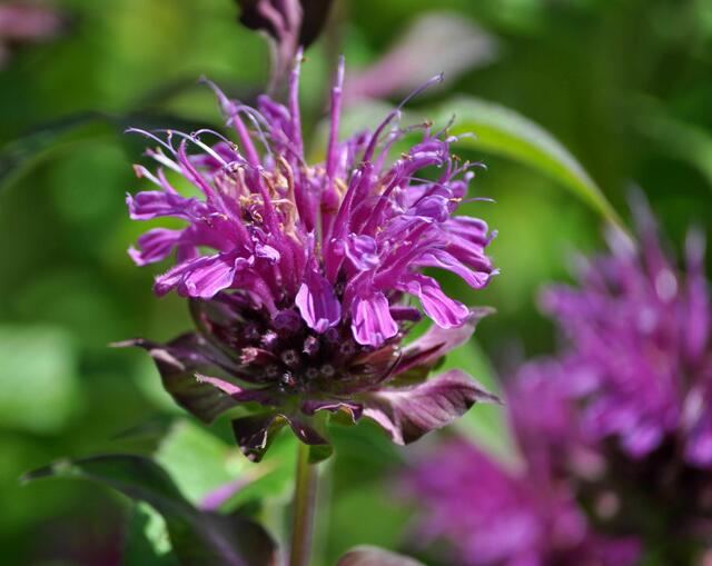 Monarde (Goldmelisse, Indianernessel) | Foto: Daniela Somers